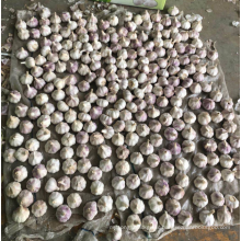 China normal white garlic factory price, natural fresh garlic export by sea